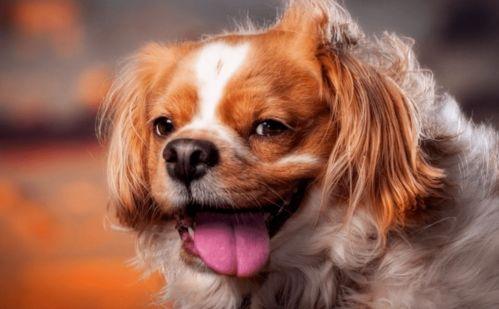 成人打猎的狗视频大全