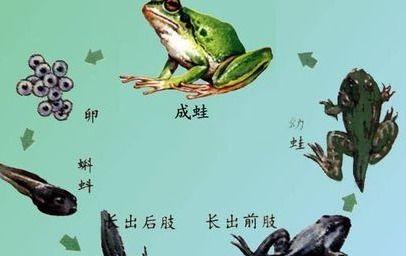 青蛙变成人类视频,揭秘神奇生物的奇幻旅程