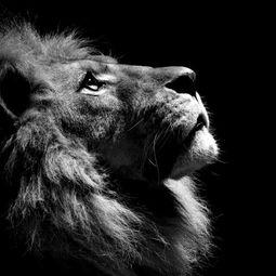 狮子的成人画法视频教学,从入门到精通