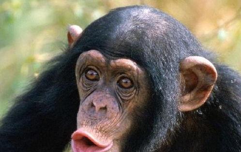 猩猩变成人类原视频,揭秘人类起源的惊人真相