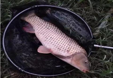 成人抓大鲤鱼视频,一网打尽大鲤鱼的精彩瞬间