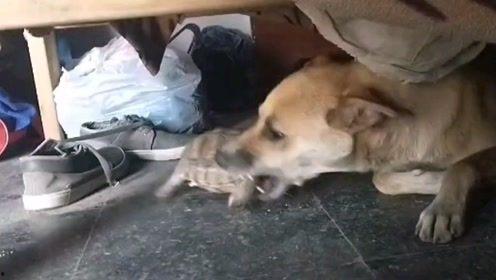 狗狗变成人了吗视频播放,从毛茸茸到人类的奇幻之旅