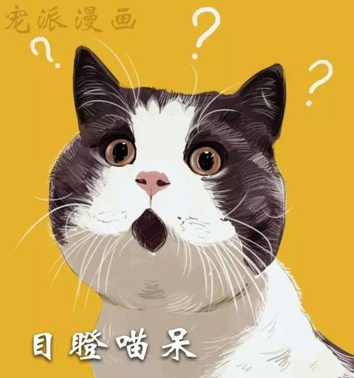 宠物变成人段子视频,萌宠变身的爆笑奇遇记