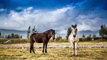 开封成人骑马事件视频,街头奇观引发热议