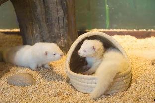 雪貂修成人形视频大全,人形雪貂视频大全集锦