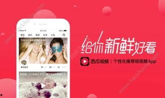 西瓜变成人脸视频,揭秘人脸视频的神奇魔法