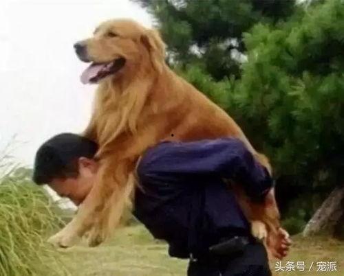 狗化妆成人的搞笑视频,萌宠化身搞笑达人，萌态百出笑翻众人