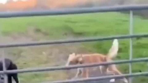 猪变成人了搞笑视频