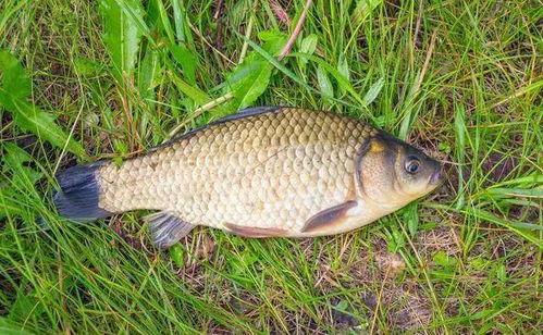 成人钓鲫鱼视频大全图片,视频大全图片深度解读